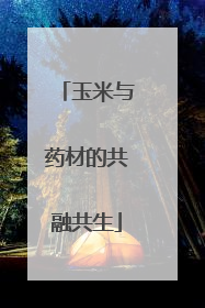 玉米与药材的共融共生