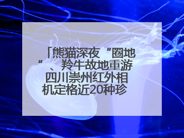 熊猫深夜“圈地”、羚牛故地重游 四川崇州红外相机定格近20种珍稀动物呆萌瞬间