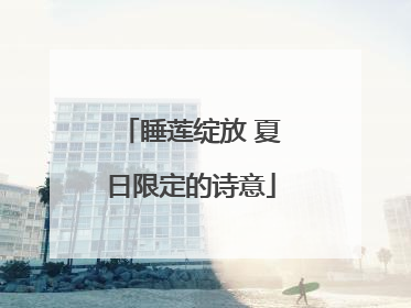 睡莲绽放 夏日限定的诗意