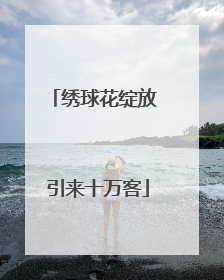 绣球花绽放 引来十万客