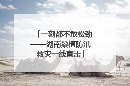 一刻都不敢松劲——湖南桑植防汛救灾一线直击