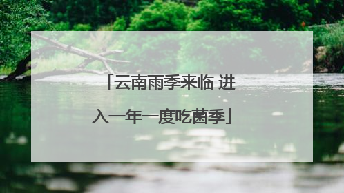 云南雨季来临 进入一年一度吃菌季