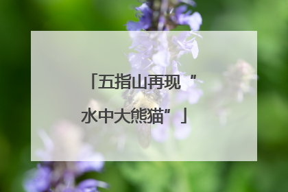 五指山再现“水中大熊猫”