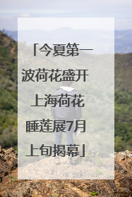 今夏第一波荷花盛开 上海荷花睡莲展7月上旬揭幕