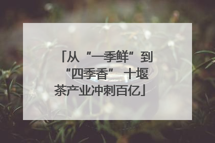 从“一季鲜”到“四季香” 十堰茶产业冲刺百亿