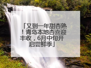 又到一年甜杏熟！青岛本地杏喜迎丰收，6月中旬开启尝鲜季