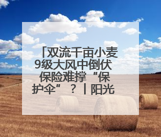 双流千亩小麦9级大风中倒伏 保险难撑“保护伞”？丨阳光帮忙