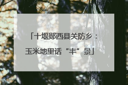 十堰郧西县关防乡：玉米地里话“丰”景