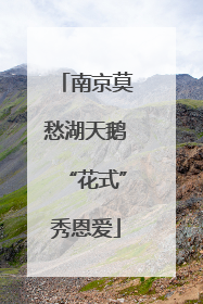 南京莫愁湖天鹅“花式”秀恩爱
