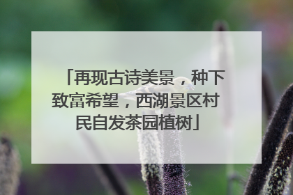 再现古诗美景，种下致富希望，西湖景区村民自发茶园植树