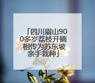 四川眉山900多岁荔枝开摘 相传为苏东坡亲手栽种
