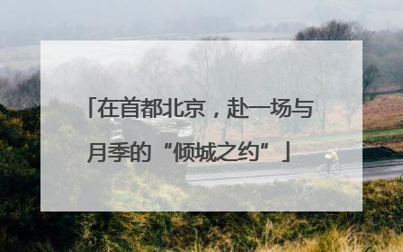 在首都北京，赴一场与月季的“倾城之约”