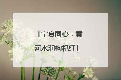 宁夏同心：黄河水润枸杞红