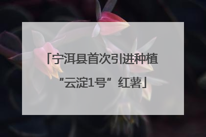 宁洱县首次引进种植“云淀1号”红薯
