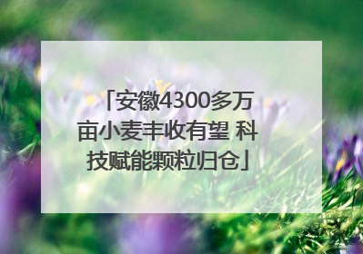 安徽4300多万亩小麦丰收有望 科技赋能颗粒归仓