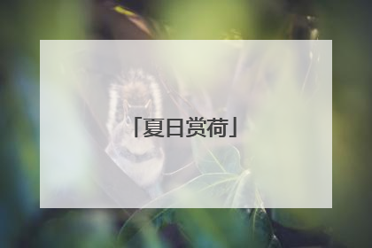 夏日赏荷
