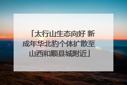 太行山生态向好 新成年华北豹个体扩散至山西和顺县城附近