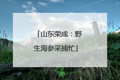 山东荣成：野生海参采捕忙