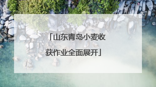 山东青岛小麦收获作业全面展开