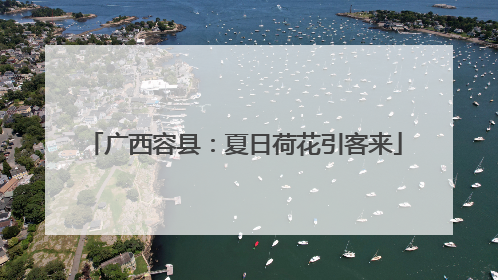 广西容县：夏日荷花引客来