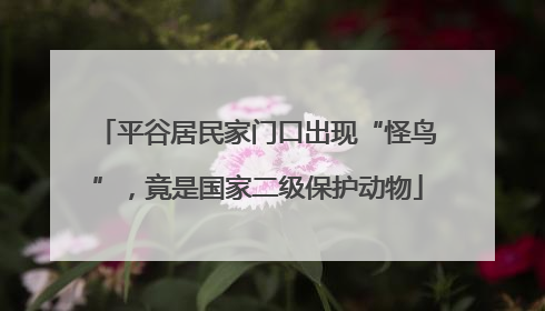 平谷居民家门口出现“怪鸟”，竟是国家二级保护动物