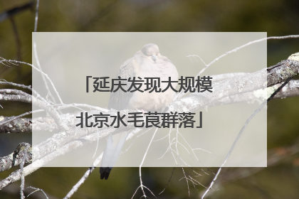 延庆发现大规模北京水毛茛群落