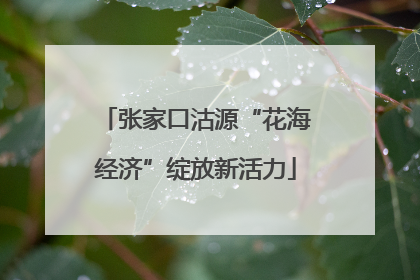 张家口沽源“花海经济”绽放新活力
