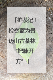 护茶记！检察蓝为景迈山古茶林 “把脉开方”