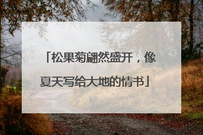 松果菊翩然盛开，像夏天写给大地的情书
