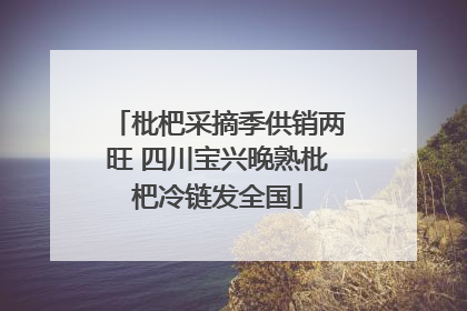枇杷采摘季供销两旺 四川宝兴晚熟枇杷冷链发全国
