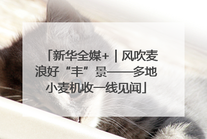 新华全媒+｜风吹麦浪好“丰”景——多地小麦机收一线见闻