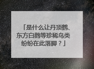 是什么让丹顶鹤、东方白鹳等珍稀鸟类纷纷在此落脚？