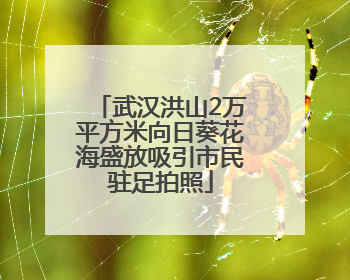 武汉洪山2万平方米向日葵花海盛放吸引市民驻足拍照