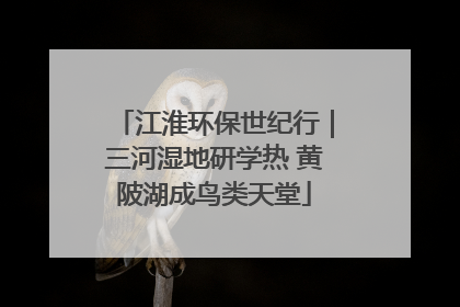 江淮环保世纪行｜三河湿地研学热 黄陂湖成鸟类天堂