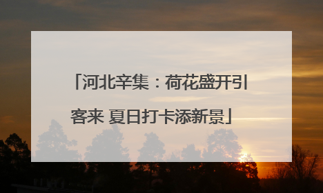 河北辛集：荷花盛开引客来 夏日打卡添新景