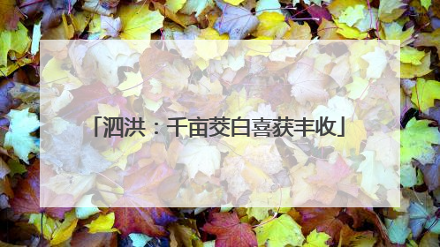 泗洪：千亩茭白喜获丰收