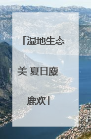 湿地生态美 夏日麋鹿欢