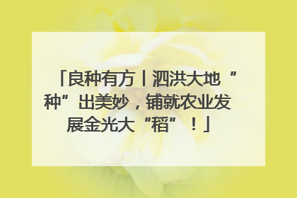 良种有方丨泗洪大地“种”出美妙，铺就农业发展金光大“稻”！