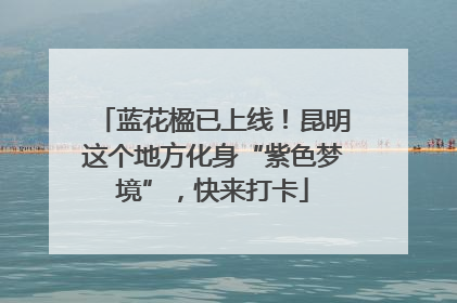 蓝花楹已上线！昆明这个地方化身“紫色梦境”，快来打卡