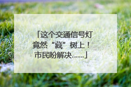 这个交通信号灯竟然“藏”树上！市民盼解决……