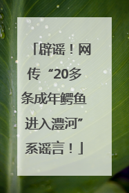 辟谣！网传“20多条成年鳄鱼进入澧河”系谣言！