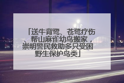 送牛背鹭、苍鹭疗伤、帮山麻雀幼鸟搬家，崇明警民救助多只受困野生保护鸟类