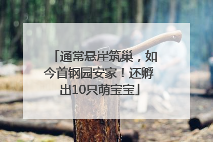 通常悬崖筑巢，如今首钢园安家！还孵出10只萌宝宝