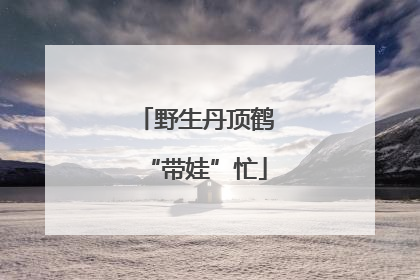 野生丹顶鹤“带娃”忙