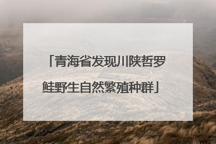 青海省发现川陕哲罗鲑野生自然繁殖种群