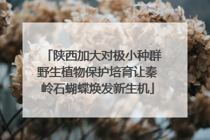 陕西加大对极小种群野生植物保护培育让秦岭石蝴蝶焕发新生机