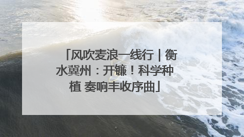 风吹麦浪一线行｜衡水冀州：开镰！科学种植 奏响丰收序曲