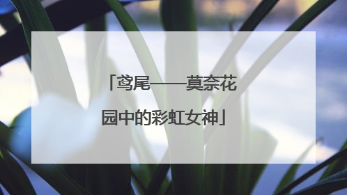 鸢尾——莫奈花园中的彩虹女神