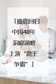 麋鹿回归中国40年 洞庭湖畔上演“鹿王争霸”