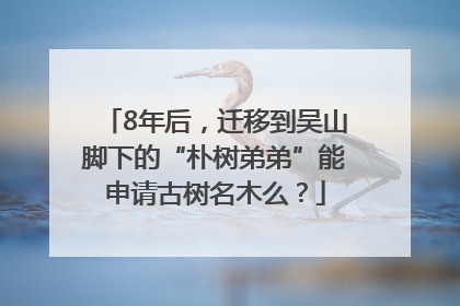 8年后，迁移到吴山脚下的“朴树弟弟”能申请古树名木么？